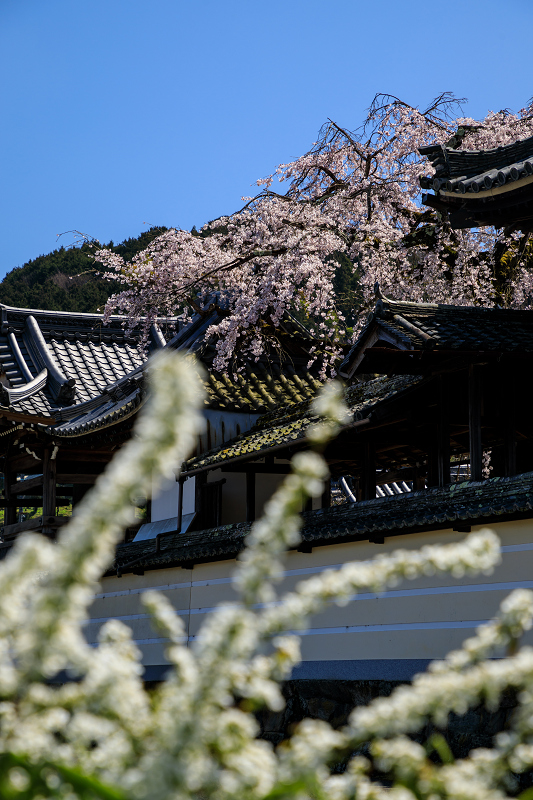 2020桜咲く奈良　偶然見つけたお寺にて（吉野郡下市）_f0155048_12485186.jpg