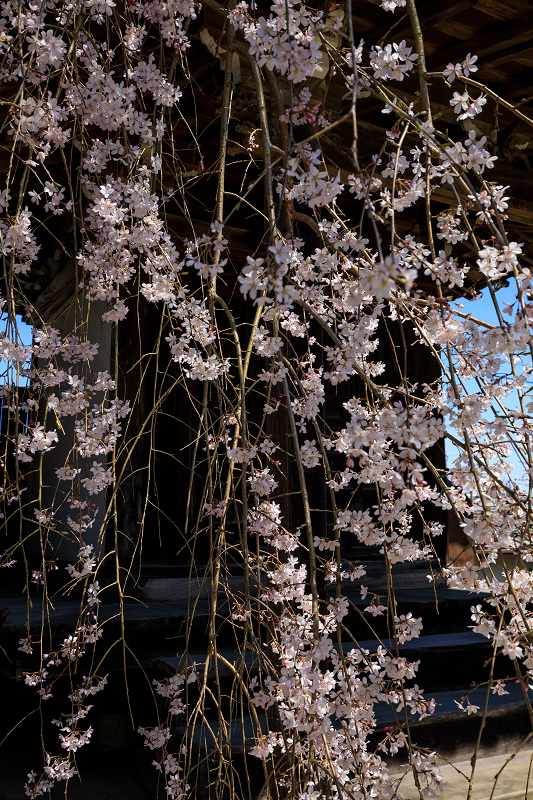 2020桜咲く奈良　偶然見つけたお寺にて（吉野郡下市）_f0155048_1250753.jpg