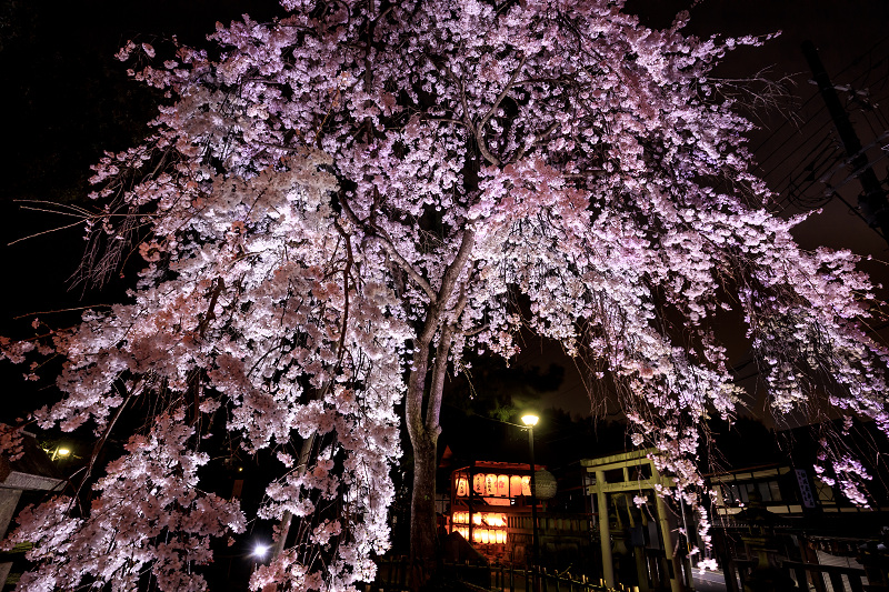 桜咲く京都 木花桜ライトアップ 縣神社 花景色 K W C Photoblog