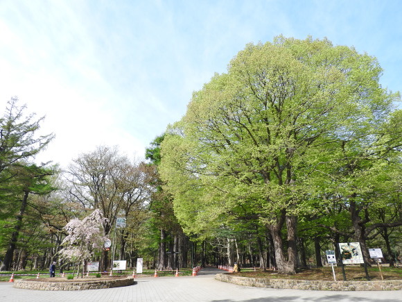 円山公園で ヒメニラの小部屋