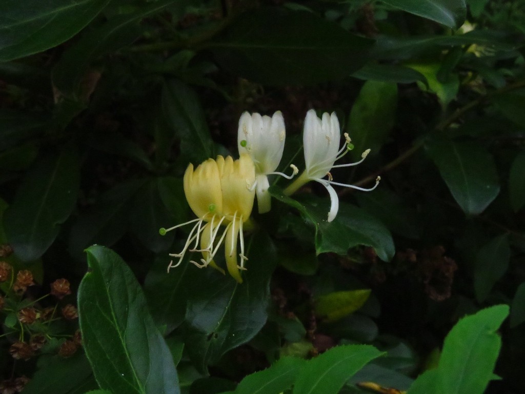 スイカズラ エゴノキ 初めてのお花 ヒサウチソウでした 花追い日記