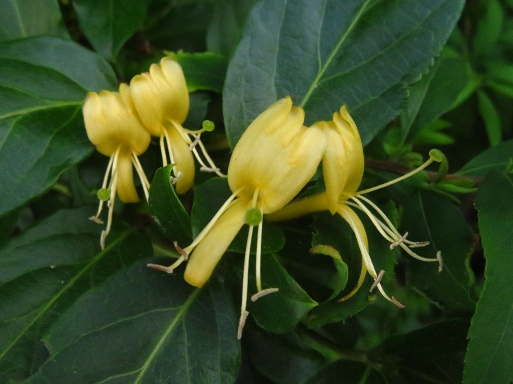 スイカズラ エゴノキ 初めてのお花 ヒサウチソウでした 花追い日記