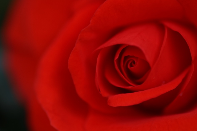 朱色の薔薇 45 365 さりげない日々の中で 朱色の薔薇 45 365 さりげない日々の中で
