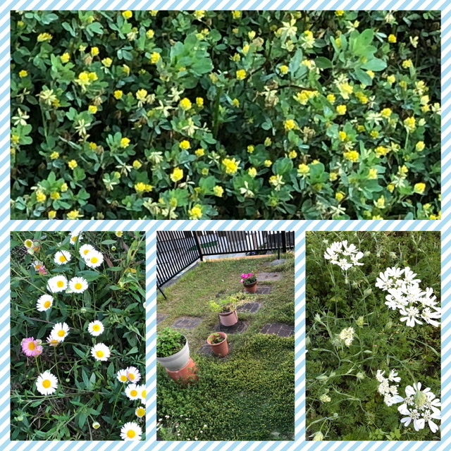 さくらんぼ_b0328361_09493550.jpeg