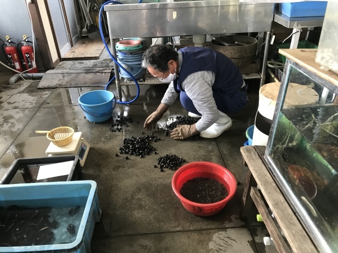 琵琶湖名産の瀬田シジミとタテボシ貝_b0100062_17112072.jpeg