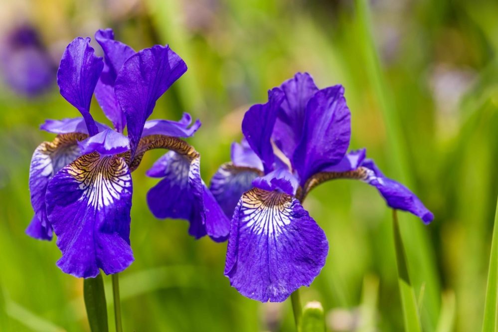 いずれがあやめ かきつばた 食いしん坊の旅