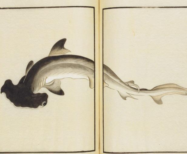 拙句 シュモクザメ (高澤良一)_b0223579_15395123.jpeg