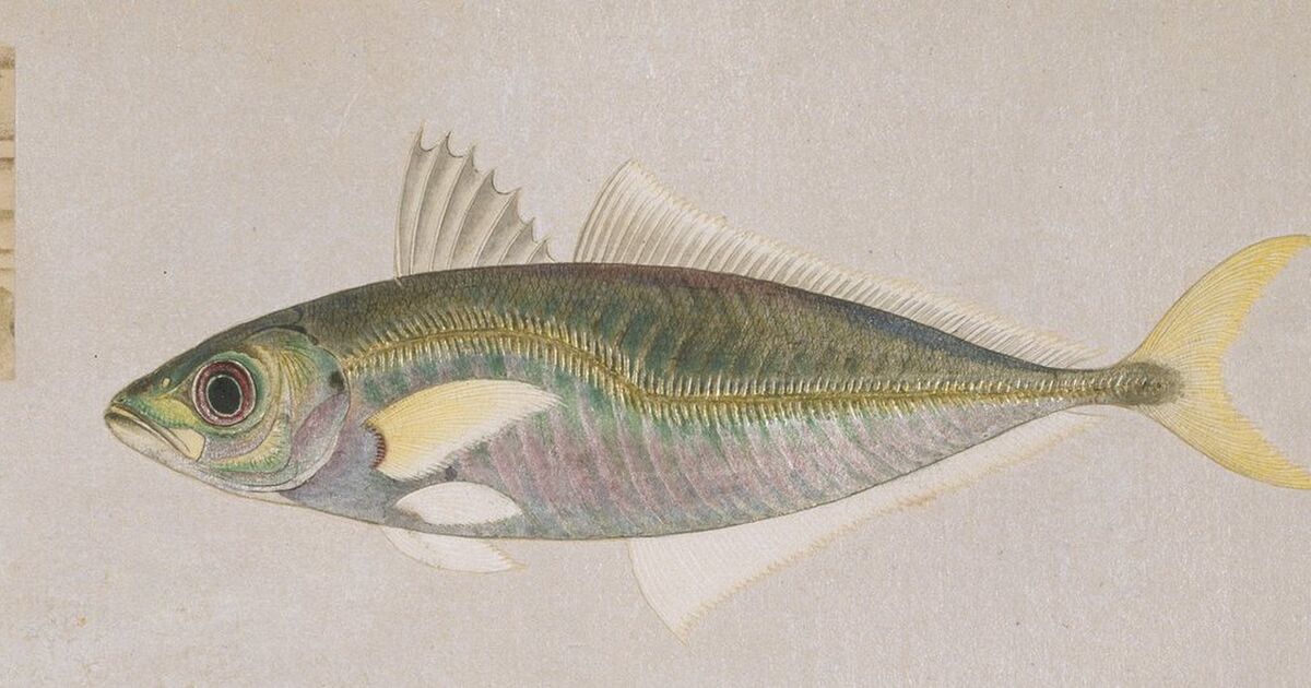 鯵 の俳句 ５７５筆まか勢