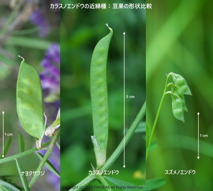 カラスノエンドウとその近縁種 探蝶逍遥記 カラスノエンドウとその近縁種 探蝶逍遥記