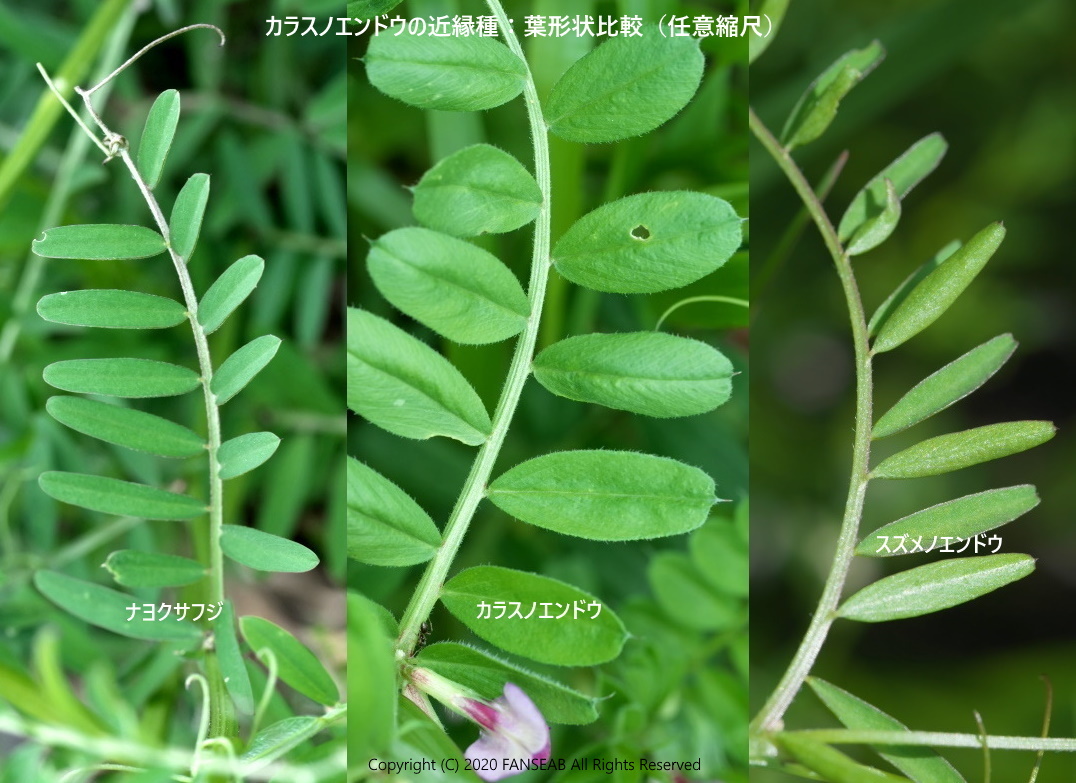 カラスノエンドウとその近縁種 探蝶逍遥記