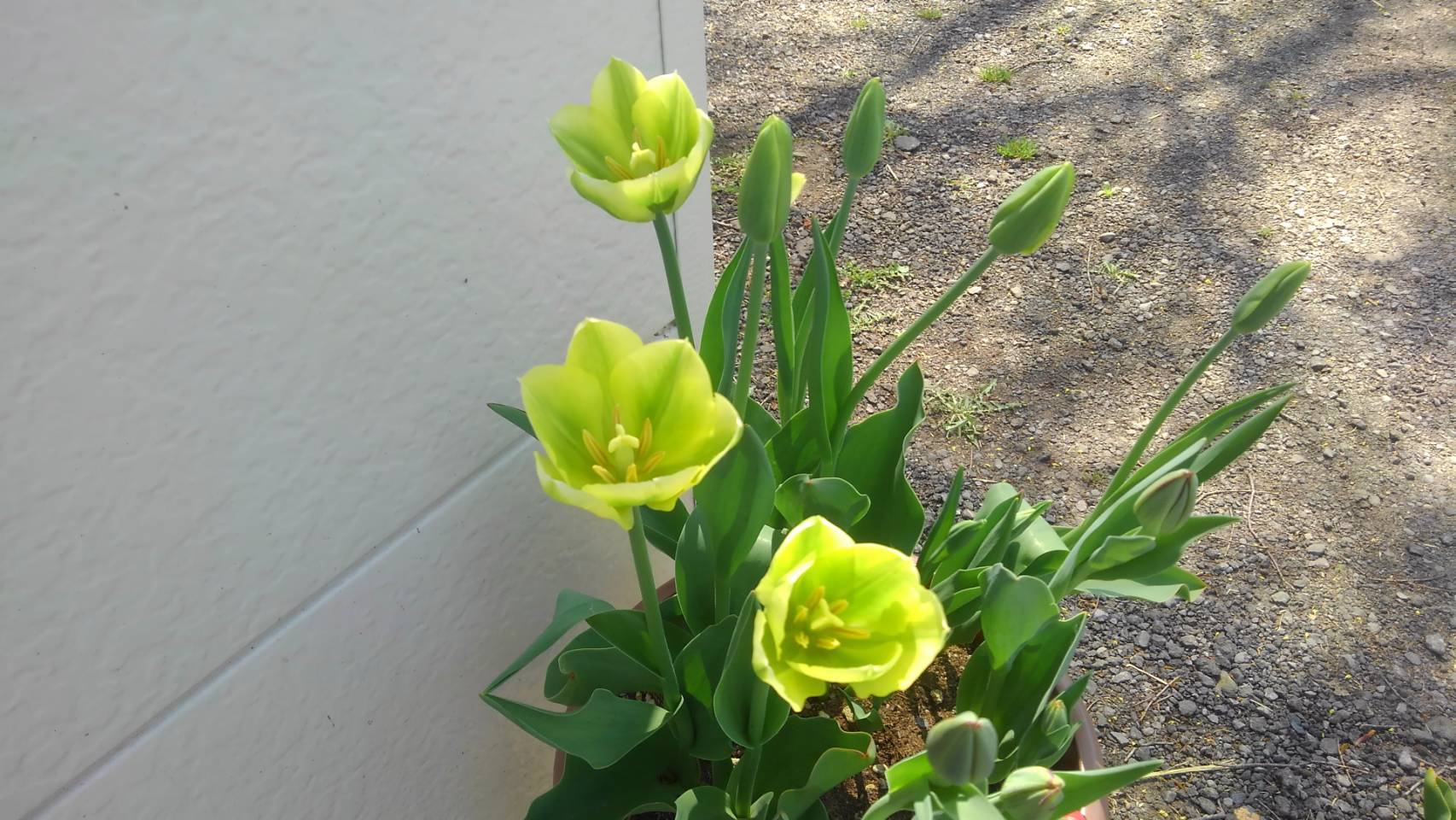 今年の花壇_c0126281_14201770.jpg