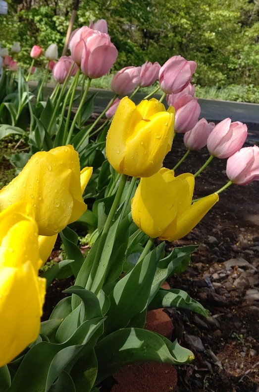 今年の花壇_c0126281_15002783.jpg