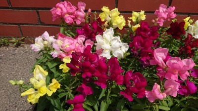 （公社）名古屋清港会さんに花鉢の販売を行いました！R2.5.12_d0338682_16595482.jpg