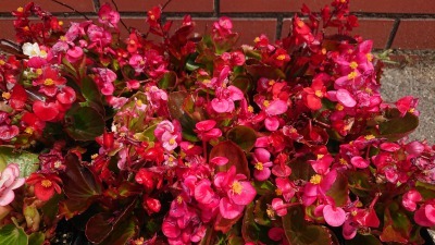 (公社)名古屋清港会さんに花鉢の販売を行いました!R2.5.12_d0338682_17001601.jpg