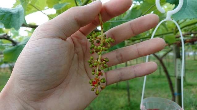 ジベレリン処理 ぶどうの花 東浦の葡萄屋 石田農園の作業日記 ジベレリン処理 ぶどうの花 東浦の葡萄屋 石田農園の作業日記