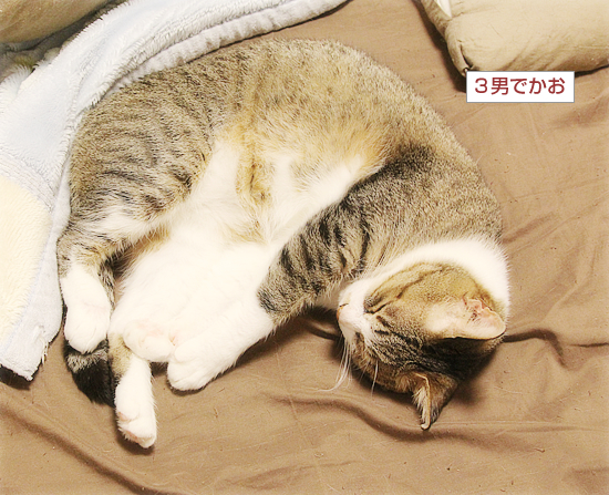 漢のあまえんぼうや_a0389088_04490751.jpg