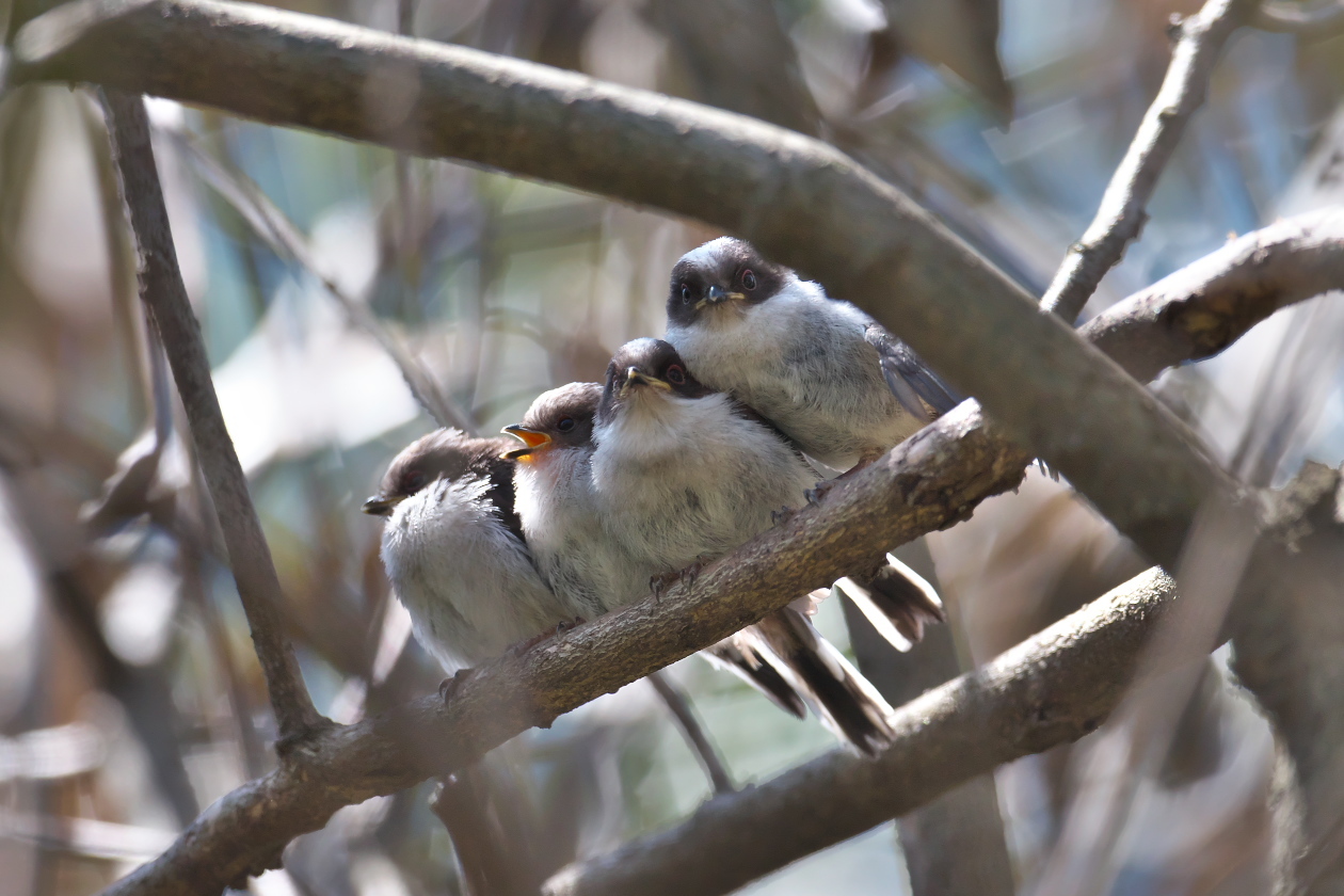 エナガの巣立ち エナガ団子 その１ 瑞穂の国の野鳥たち