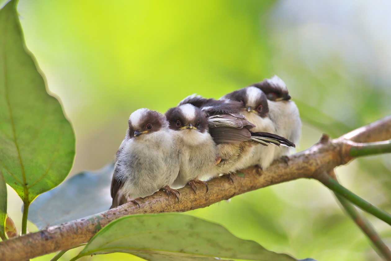 エナガの巣立ち エナガ団子 その１ 瑞穂の国の野鳥たち