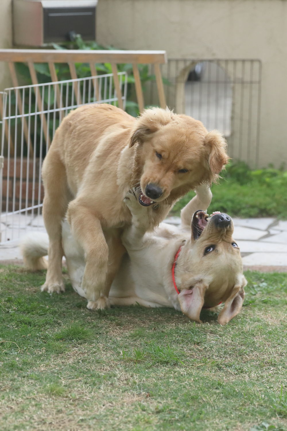 テスちゃんと肉弾戦!_b0275998_09235827.jpg