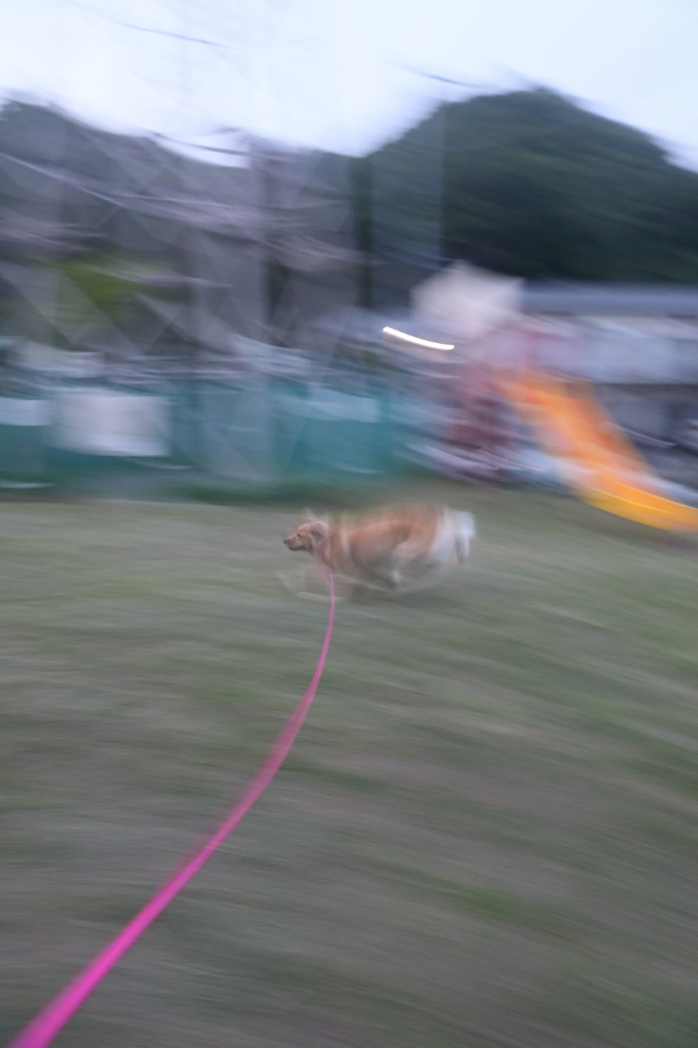 テスちゃんと肉弾戦!_b0275998_09265062.jpg