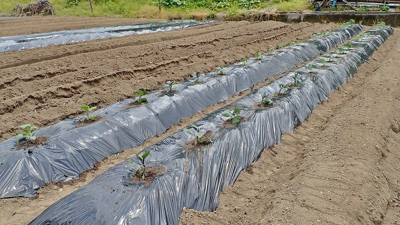 兼業農家は家庭菜園の苗を購入し定植をしました_c0336902_20034156.jpg
