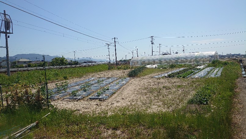岩崎農園さん🎵_b0334704_23361426.jpg