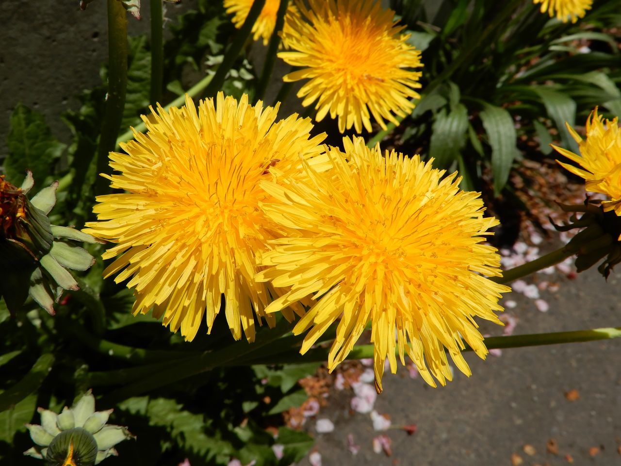 虫のいないオオデマリはスズメの恩返しか 5号館を出て 虫のいないオオデマリはスズメの恩返しか 5号館を出て