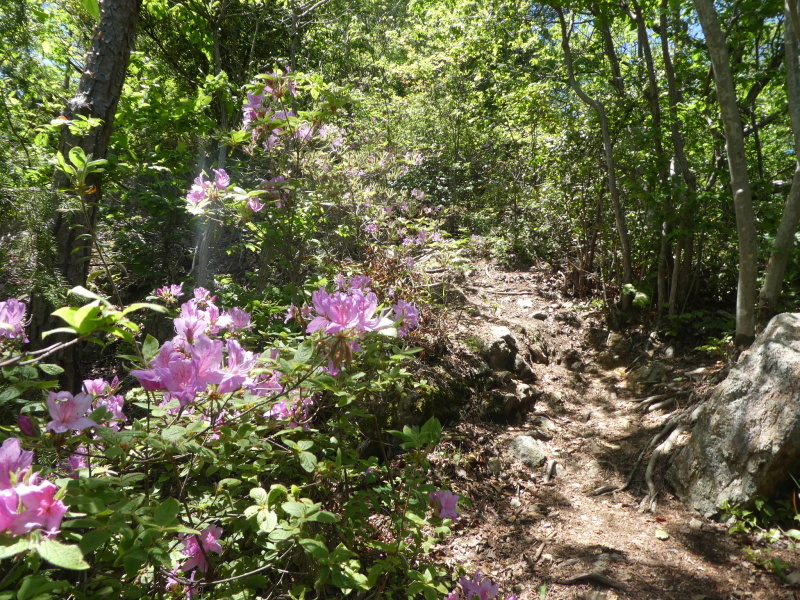 花の八木山 (296M)   登頂 編　part 2_d0170615_20122762.jpg