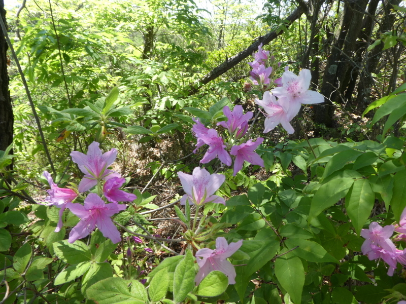 花の八木山 (296M)   登頂 編　part 2_d0170615_20125003.jpg