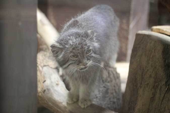 朝一番のマヌルネコ「ユス」~デグー団子と小獣館のパンダ!?(上野動物園 June 2019)_b0355317_21392453.jpg