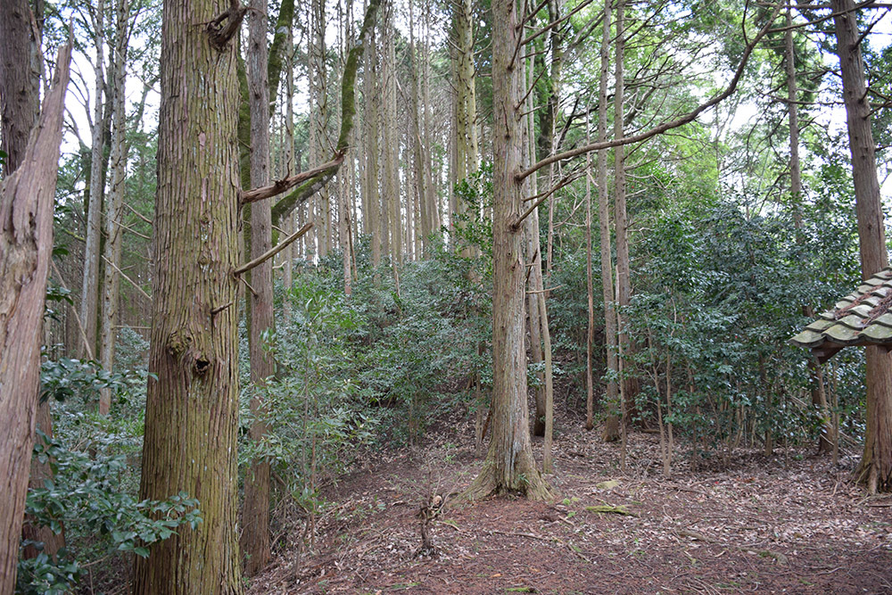 丹波の名族足立氏の居城、山垣城跡。 その2 <曲輪群>_e0158128_16192067.jpg