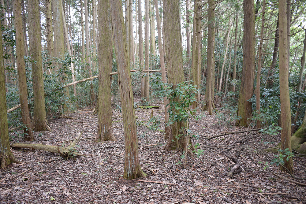 丹波の名族足立氏の居城、山垣城跡。 その2 <曲輪群>_e0158128_16222414.jpg