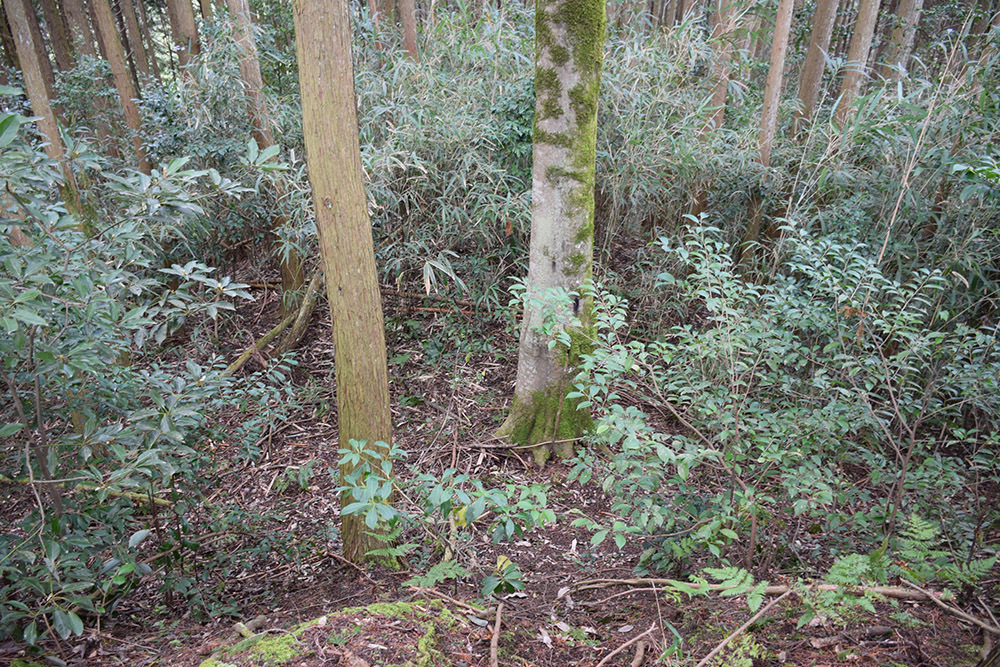 丹波の名族足立氏の居城、山垣城跡。 その2 <曲輪群>_e0158128_16331551.jpg