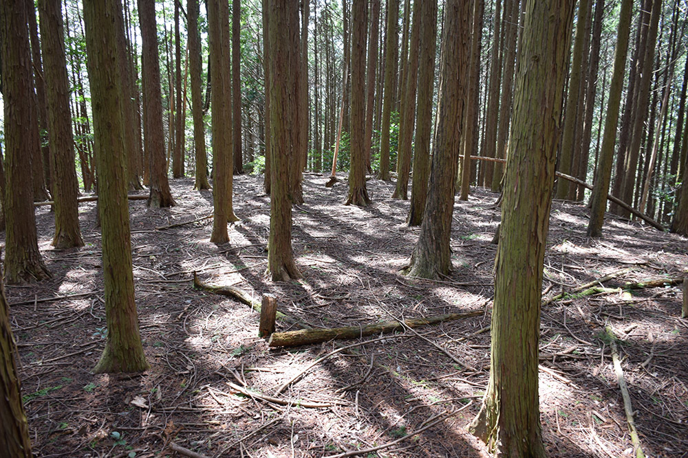 丹波の名族足立氏の居城、山垣城跡。 その2 <曲輪群>_e0158128_16525830.jpg