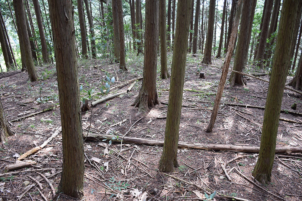 丹波の名族足立氏の居城、山垣城跡。 その2 <曲輪群>_e0158128_16570769.jpg