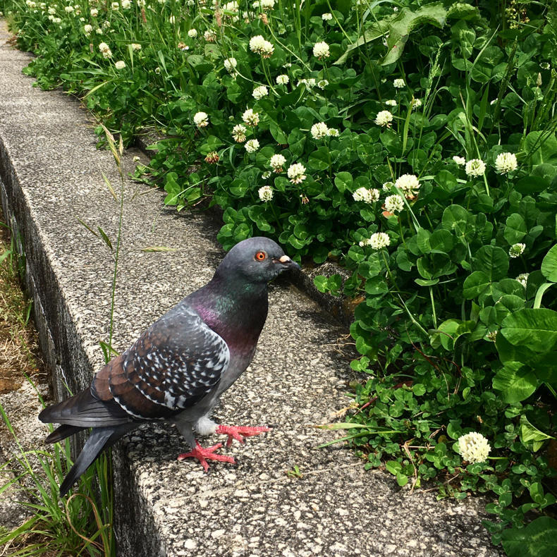 川沿いを歩いて浅草へ_c0060143_10233545.jpg