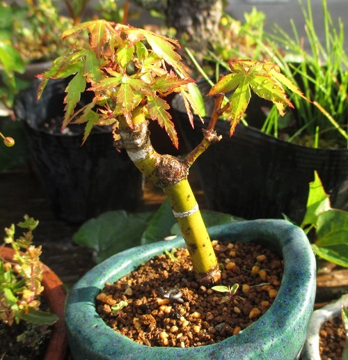 こないだのモミジ のその後 めざすはbonsai いまは鉢植え