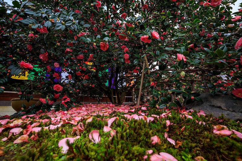 椿の地蔵院 花景色 K W C Photoblog 椿の地蔵院 花景色 K W C Photoblog