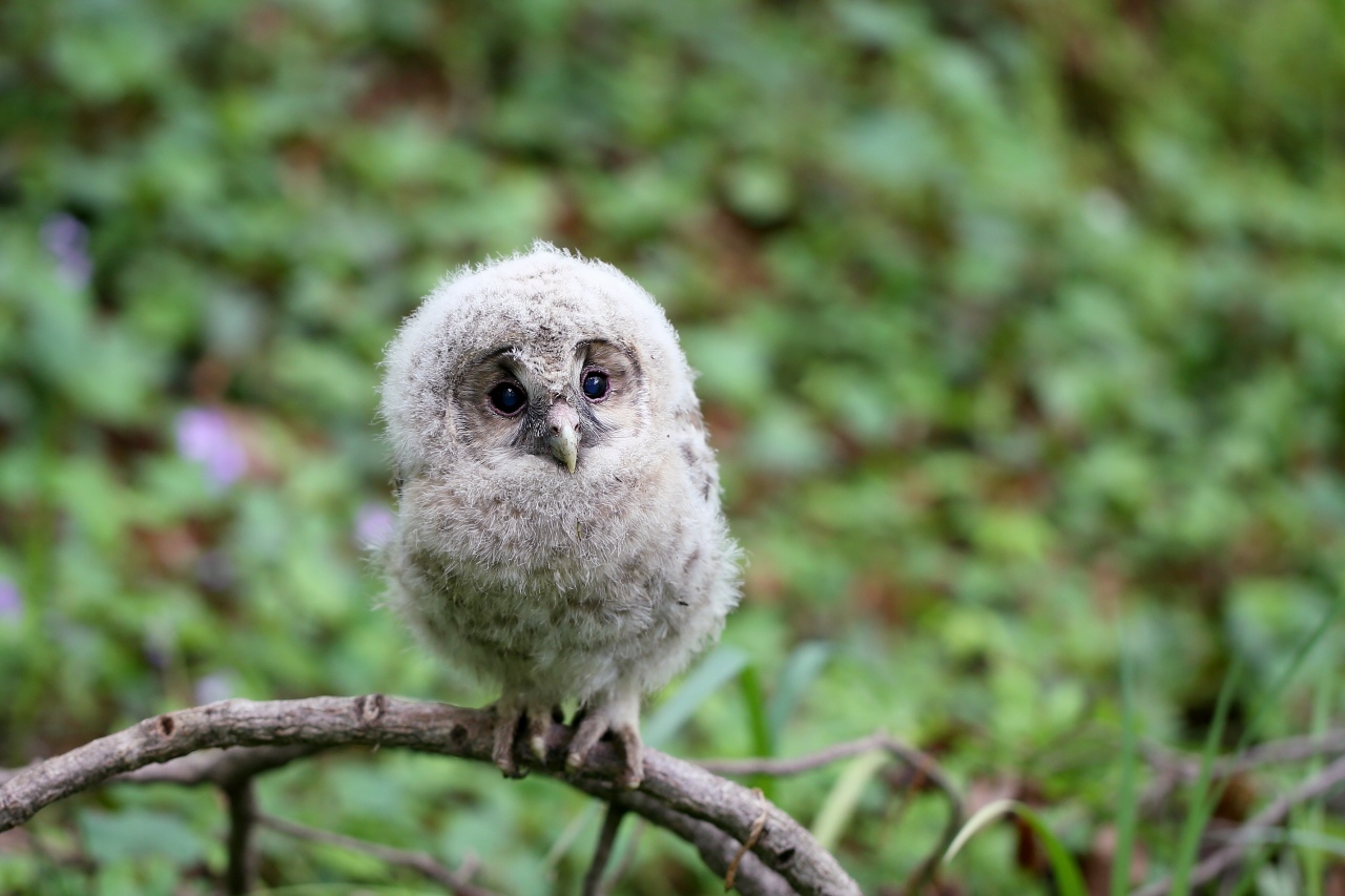 可愛いフクロウの幼鳥 ｔ ｈの野鳥写真