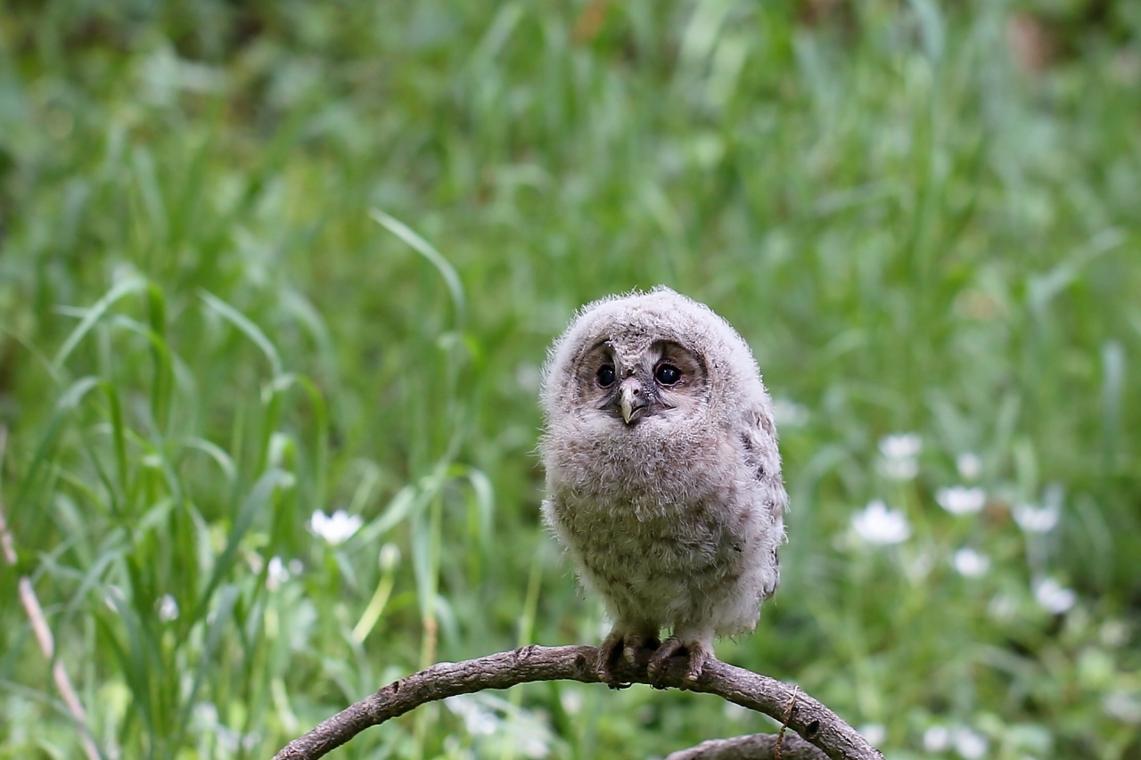 可愛いフクロウの幼鳥 t hの野鳥写真 可愛いフクロウの幼鳥 t hの野鳥写真