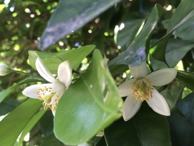 花が咲きました!_f0103755_15463218.jpeg