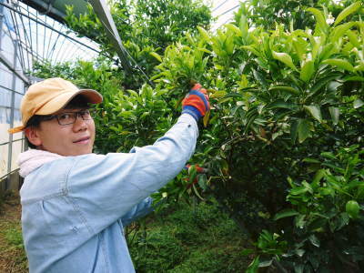 究極の柑橘「せとか」今年も完売御礼!そして次のせとかの栽培はすでに始まっています!花と花芽剪定の様子_a0254656_16315227.jpg