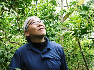 究極の柑橘「せとか」今年も完売御礼!そして次のせとかの栽培はすでに始まっています!花と花芽剪定の様子_a0254656_16413408.jpg