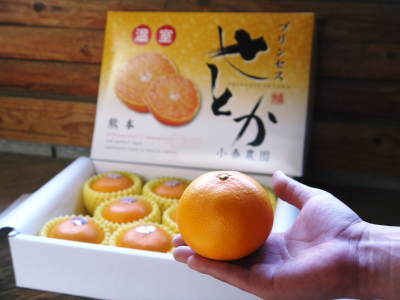 究極の柑橘「せとか」今年も完売御礼!来年の収穫に向けて花と花芽剪定そして現在の着果の様子 _a0254656_18552194.jpg