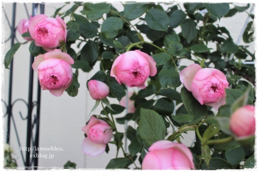 ザ ミル オン ザ フロス が開かない La Rose 薔薇の庭 ザ ミル オン ザ フロス が開かない La Rose 薔薇の庭