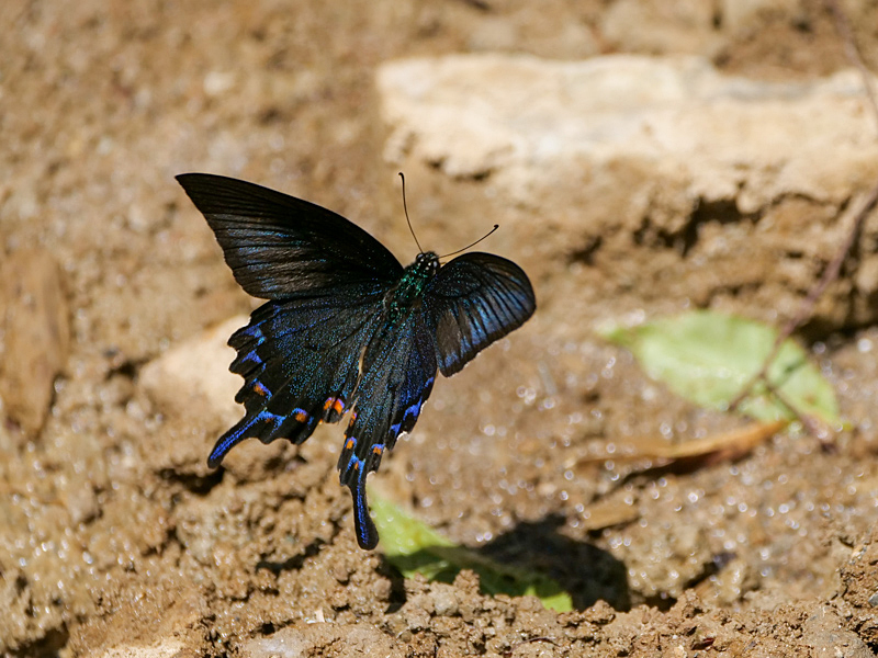 黒系アゲハ吸水_f0199866_19123911.jpg