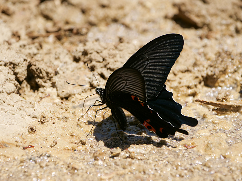 黒系アゲハ吸水_f0199866_19130167.jpg