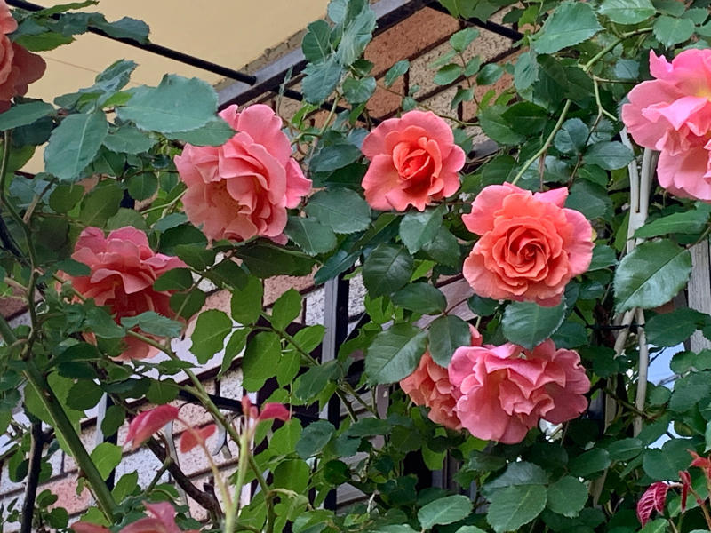 バラ サンセットグロウ 薔薇 大株 つるバラ
