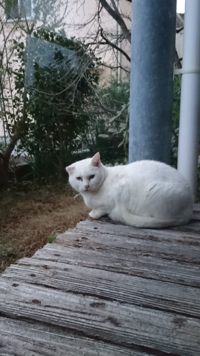 シロちゃんとチロさん_f0197985_22165190.jpg