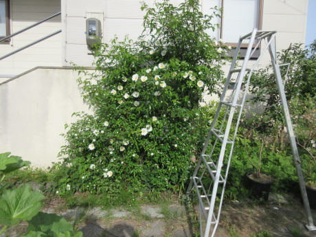 マスクを縫う_a0203003_08573744.jpg